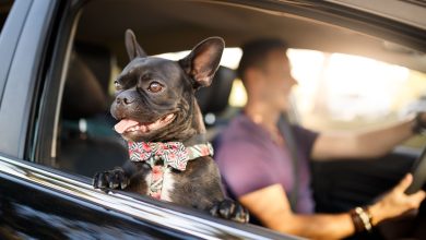 travel with pets safely
