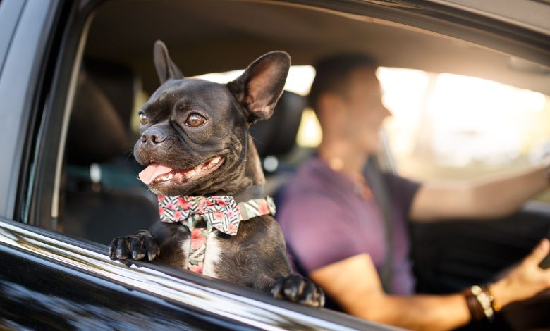 travel with pets safely